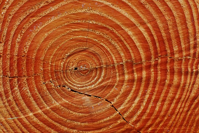 Growth Rings